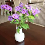 Cariatis Nea Kallikrateia